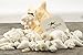 White Decorative Sea Shell Mix with Conch Shell | 6-8
