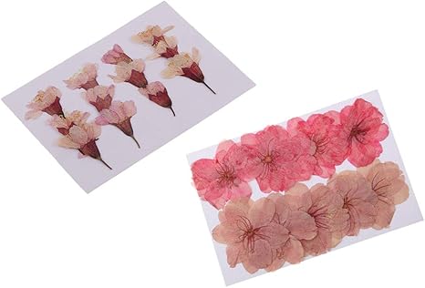 Amazon Co Jp 押し花 ドライフラワー インテリア 天然素材 プレゼント Diyクラフト カード作り 約22枚入り Diy 工具 ガーデン