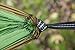 Double Camping Hammock - 15 Loop 9 FT Adjustable Suspension Tree Straps - Lightweight 210T Nylon Hammock for Backpacking - Extra Large 111