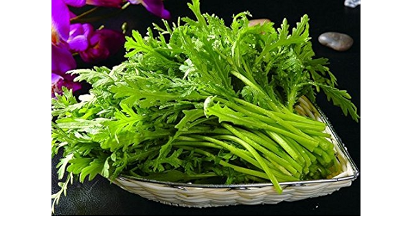Amazon Com Tong Ho Garland Chrysanthemum Narrow Leaf Seeds 100 Seeds Garden Outdoor