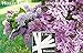 Mixed Lilac & Sunday Lilac Tree Seeds 20 Seeds Upc 646263362884 + 2 Plant Markers