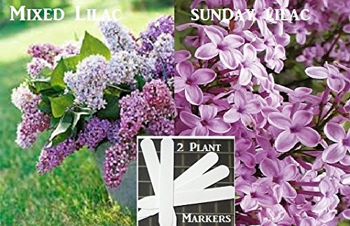 Mixed Lilac & Sunday Lilac Tree Seeds 20 Seeds Upc 646263362884 + 2 Plant Markers Mixed Lilac & Sunday Lilac Tree Seeds 20 Seeds Upc 646263362884 + 2 Plant Markers