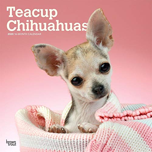 Teacup Chihuahuas 2020 12 x 12 Inch Monthly Square Wall Calendar, Animals Small Dog Breeds (English, by
