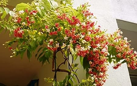 HN Organics Madhumalti/Rangoon Creeper Vine Plant