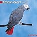 African Greys 2012 Wall Calendar #11082-12 by 