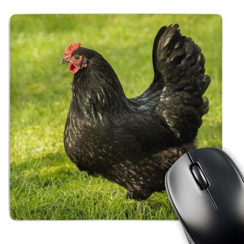 3dRose Free-ranging Black Australorp Chicken. Mousepad