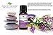Plant Therapy Lavender Essential Oil 100 mL (3.3 oz) 100% Pure, Undiluted, Therapeutic Grade