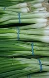 Evergreen Bunching Onion-1 gram - GARDEN FRESH PACK!