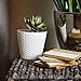 SEEKO Artificial Succulents - 14 Pack - Create Realistic Succulent Arrangements, Faux Potted Succulent Decor, and Fake Succulent Planters for Your House or Apartment