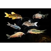 Swimming Creatures 3 PCS Assorted Corydoras Mix, Freshwater Aquarium Catfish Live Arrival Guarantee (2-3 Kinds Mix)