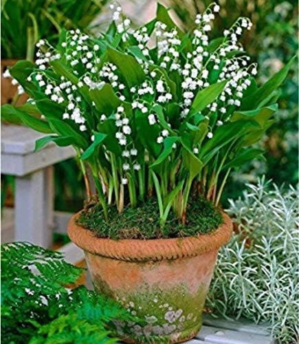 KOUYE GardenSeeds- 100 Pieces Lily of The Valley Pink, Rare Flowers Convallaria majalis Hardy Perennial Flower Seeds for Balcony, Garden