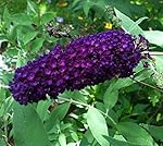 Black Knight Butterfly Bush ( buddleia ) - Live Plant - Quart Pot