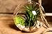 Hinterland Trading Air Plant Tillandsia Bromeliads Terrarium Kit with Pebbles and Moss Great Little Houseplant