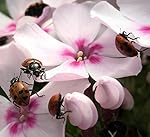 1500 Live Ladybugs + Nectar + Pack of Flower Seeds to Attract Beneficial Insects