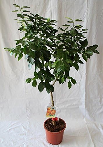 Naranjo (maceta de 15 cm Ø) - Arbol frutal vivo: Amazon.es: Jardín