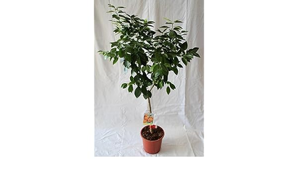 Naranjo (maceta de 15 cm Ø) - Arbol frutal vivo: Amazon.es: Jardín
