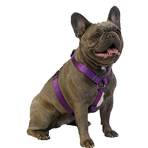 Red Dingo Classic Dog Harness, Large, Purple