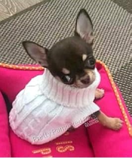Pretty Pampered Pets Xxs Chihuahua Puppy Dog Coat Yorkie Teacup