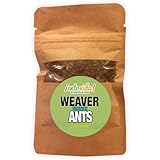 Edible Weaver Ants