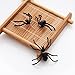 EDOBLUE 1 Pair Hot Fashion Womens Halloween Black Spider Charm Ear Stud Earrings Jewelry