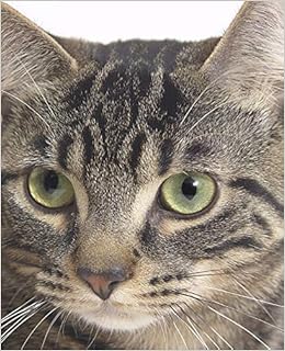 School Composition Book Tiger Cat Face Photo 130 Pages Notebook Diary Blank Book Pet Photo Composition Notebooks Journals Distinctive 9781725916661 Amazon Com Books School Composition Book Tiger Cat Face Photo 130 Pages Notebook Diary Blank Book Pet Photo Composition Notebooks Journals Distinctive 9781725916661 Amazon Com Books