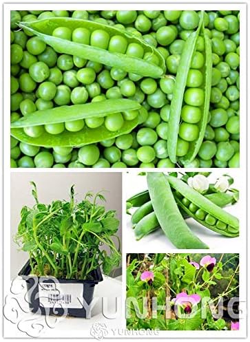 Pinkdose 10 Unids Guisantes Verdes Bonsai Alfa Rusa Vegetal ...