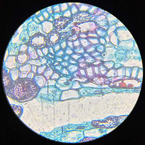 Prepared Microscope Slide Set 10+5Blank Slides for Basic Biological Science Education Specimen - Thumbnail 3