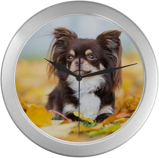 silver chihuahua puppies