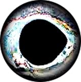 Brule 3-D Hard Epoxy Eyes