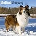 Shetland Sheepdog Calendar - Dog Breed Calendars - 2019 - 2020 Wall Calendars - 16 Month by Avonside by 