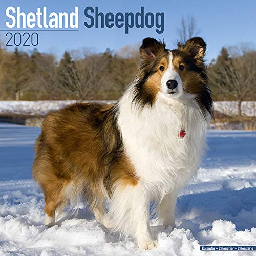 Shetland Sheepdog Calendar - Dog Breed Calendars - 2019 - 2020 Wall Calendars - 16 Month by Avonside by 