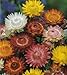 Seeds and Things Organic Giant Strawflower - 300 Seeds - Tender Annual