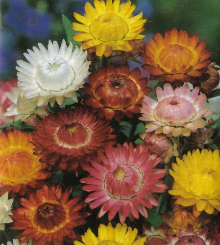 Seeds and Things Organic Giant Strawflower - 300 Seeds - Tender Annual Seeds and Things Organic Giant Strawflower - 300 Seeds - Tender Annual