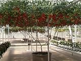 40 ITALIAN TREE TOMATO Trip-L-Crop Lycopersicon Lycopersicum Fruit Vegetable Seeds