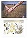 Terra Tattoos Gold Metallic Temporary Tattoos Waterproof Nontoxic Long Lasting Perfect for Beach, Festivals, & more (Boho)