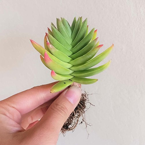 Crassula Capitella Red Pagoda Shark Tooth Plant Colorful Succulent (2 inch Bare Root)