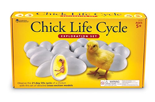 Learning Resources Chick Life Cycle Exploration Set