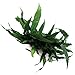 SubstrateSource Live Aquarium Plants on Driftwood, Lava Rock, Moss, Fiber Mat - Freshwater Fish Tanks - Easy, Beginner Friendly (Java Fern, Fiber Mat (Large))