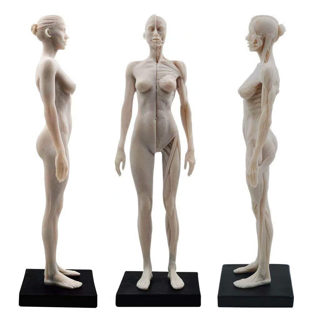 TT DENTAL 11 Inch Female Human Anatomy Model of Art Anatomy Figure(White)
