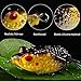Sougayilang Hollow Frog Fishing Lures Soft Topwater Baits with Tackle Box for Bass Snakehead Saltwater Freshwater Fishing (6Pcs Frog Lure Only)