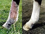 Equinat Aromaheel Mud Ointment for Horses and Ponies - Natural Scab Removal view 5