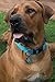 Reflective Dog Collar for Large Dogs, Adjustable from 13-22 inches, Turquoise