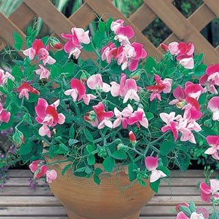 Amazon スイートピー 種 ピンクキューピット 小袋 スイートピーの種 野菜