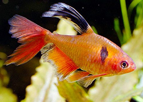 Longfin Serpae Tetra Pair 1-1/4