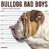 Bulldog Bad Boys 2020 Wall Calendar (Dog Breed Calendar) by