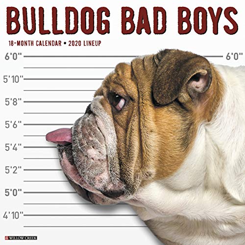 Bulldog Bad Boys 2020 Wall Calendar (Dog Breed Calendar) by 