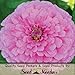 Package of 250 Seeds, Dahlia Flowered Zinnia - Giant Bright Pink (Zinnia elegans) Non-GMO Seeds by Seed Needs