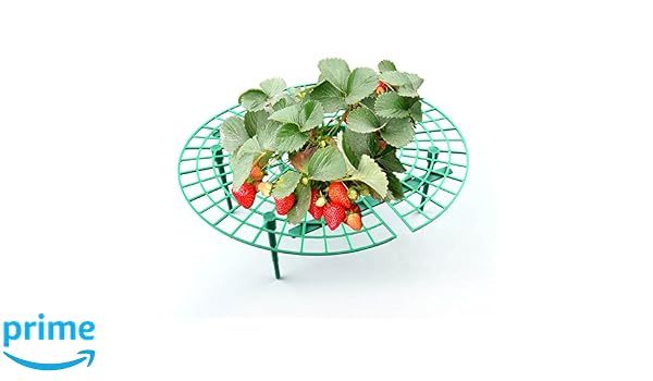 Kinglake - Macetas: Amazon.es: Jardín