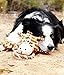 Outward Hound Scrunch Bunch Bunny Interactive Plush Squeaky Dog Tug Toy