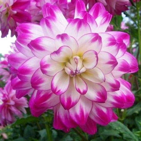 FERNSFLY Flower Bulbs IMP. Dahlia | Dhalia | Dahalia Perennial Flower Bulbs Excellent Quality Attractive Aromatic Flower Home Outdoor Gardening Flowering Bulbs (Pack Of 4 The Who Dun It)